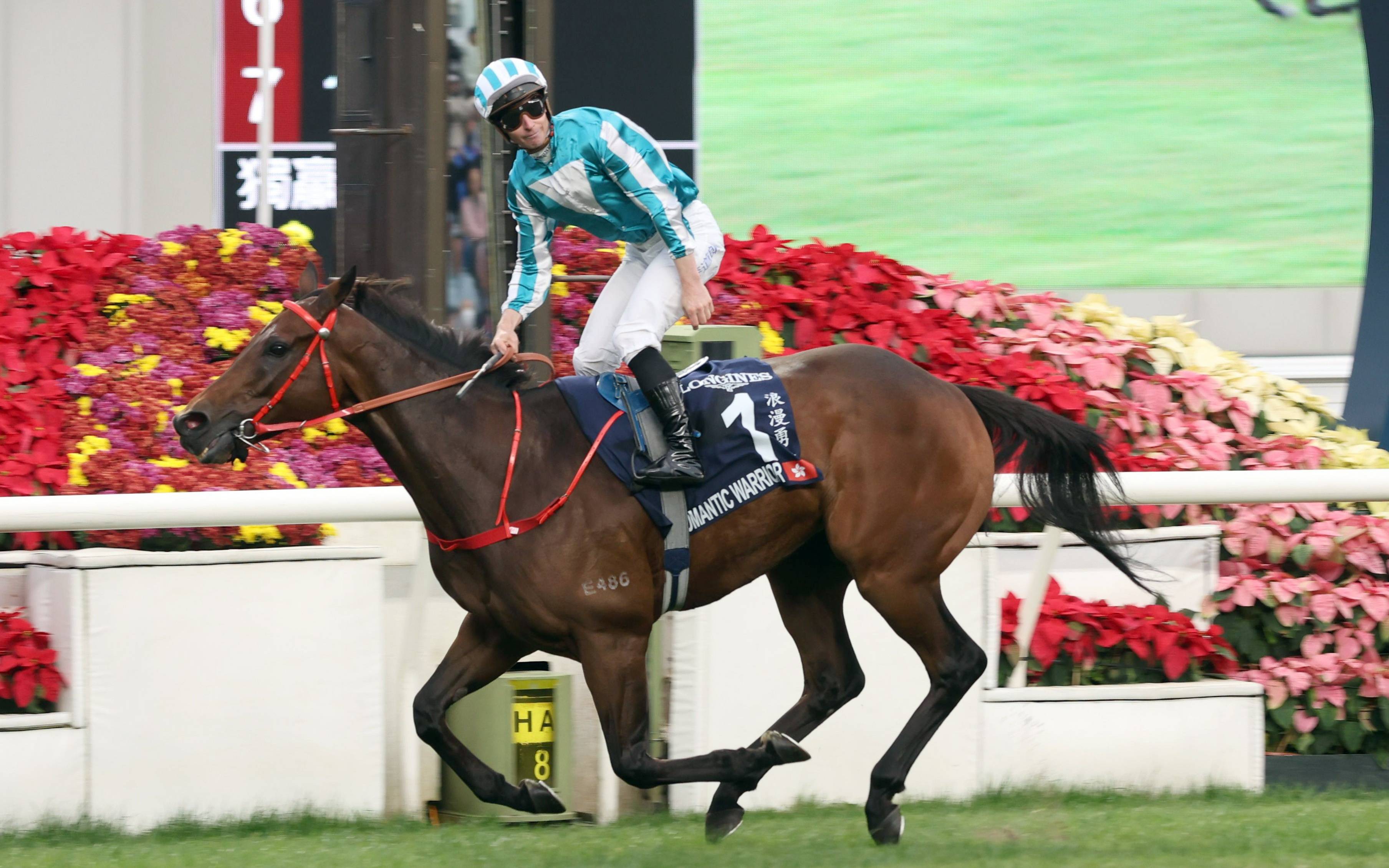 比利时运动员在马术比赛中获胜